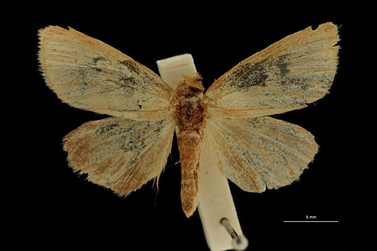 Polienus lusingae pt D ZS PMax Scaled.jpeg Polienus lusingae pt D ZS PMax Scaled.jpeg