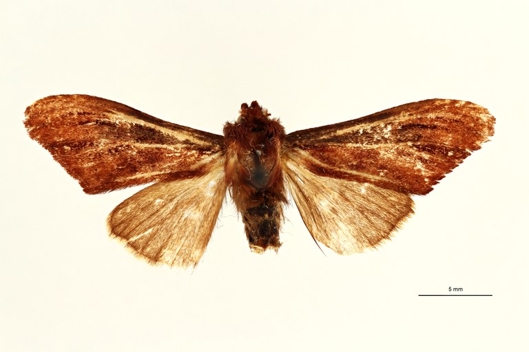 Pygaerina radiata ht D ZS PMax Scaled.jpeg Pygaerina radiata ht D ZS PMax Scaled.jpeg