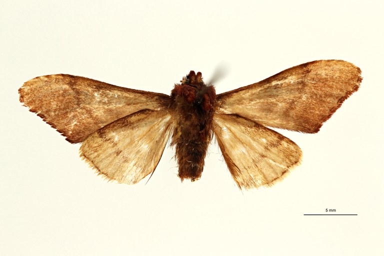 Pygaerina radiata ht V ZS PMax Scaled.jpeg Pygaerina radiata ht V ZS PMax Scaled.jpeg