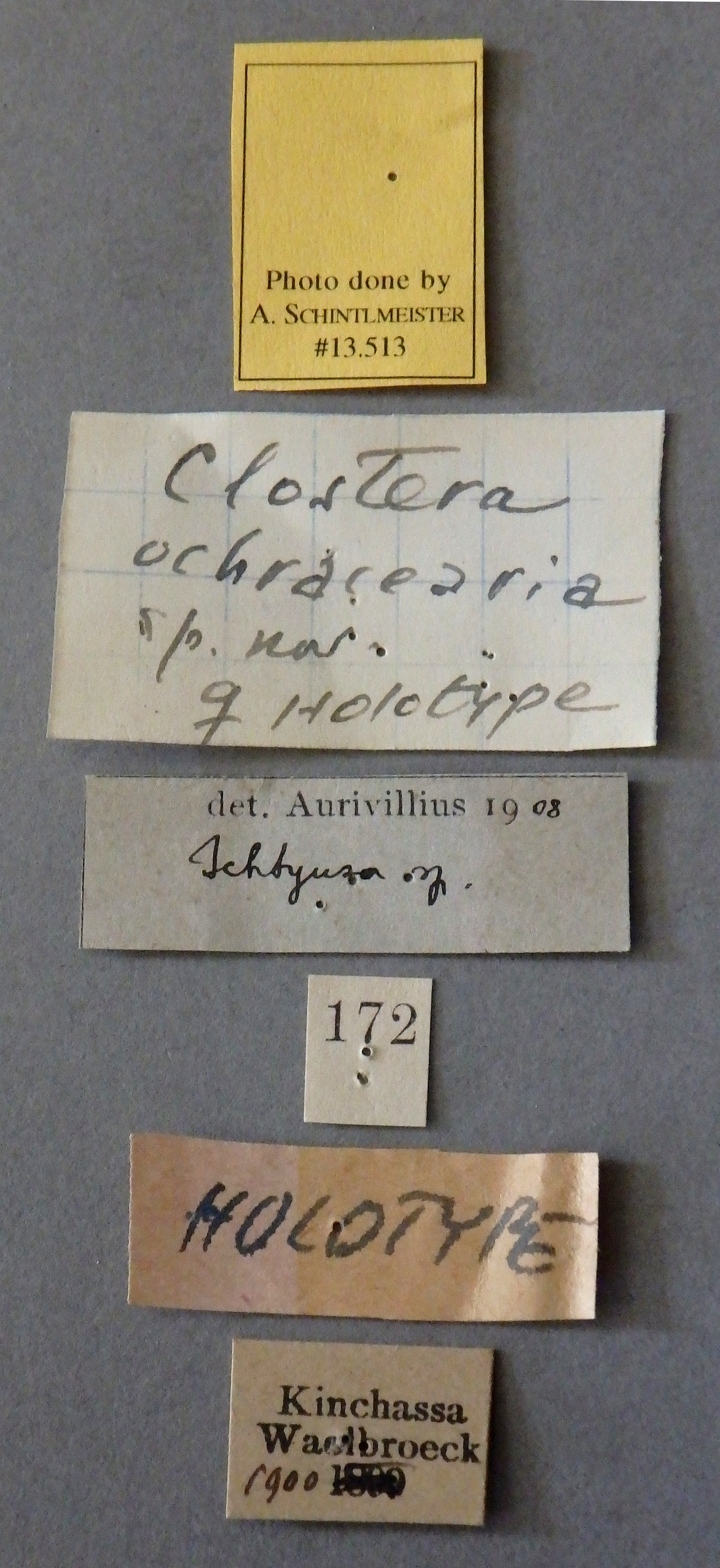 Clostera ochracearia ht Lb.jpg