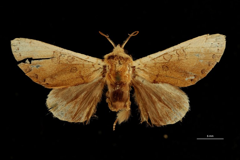 Scalmicauda costalis ht D ZS PMax Scaled.jpeg Scalmicauda costalis ht D ZS PMax Scaled.jpeg
