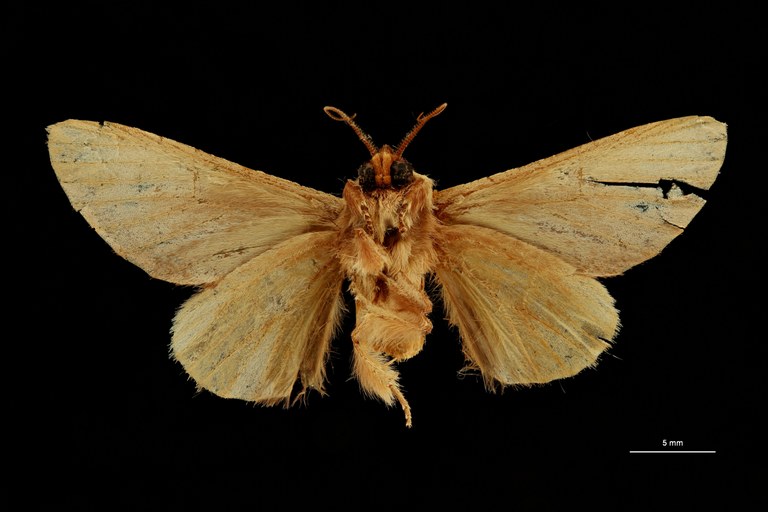 Scalmicauda costalis ht V ZS PMax Scaled.jpeg Scalmicauda costalis ht V ZS PMax Scaled.jpeg