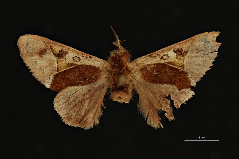 Scalmicauda ovalis ht D ZS PMax Scaled.jpeg Scalmicauda ovalis ht D ZS PMax Scaled.jpeg
