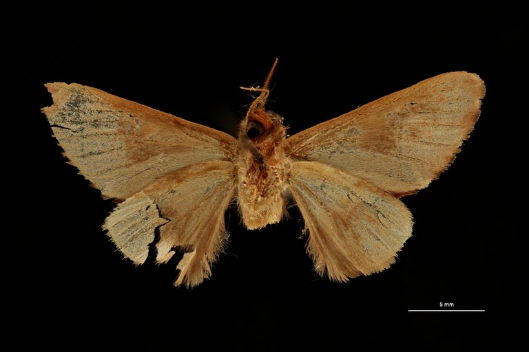 Scalmicauda ovalis ht V ZS PMax Scaled.jpeg Scalmicauda ovalis ht V ZS PMax Scaled.jpeg