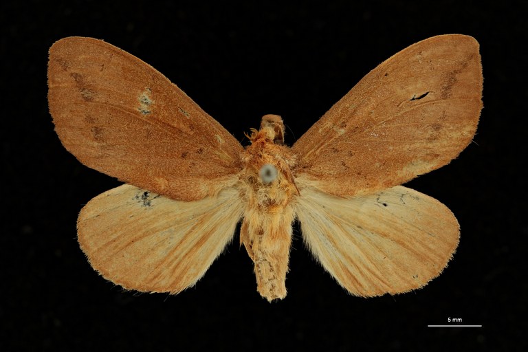 Trotonotus castaneus ht D ZS PMax Scaled.jpeg Trotonotus castaneus ht D ZS PMax Scaled.jpeg