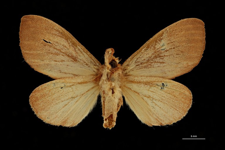 Trotonotus castaneus ht V ZS PMax Scaled.jpeg Trotonotus castaneus ht V ZS PMax Scaled.jpeg