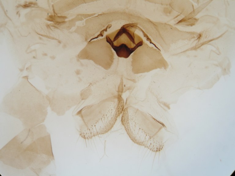 Cymothoe colmanti pt F G.jpg