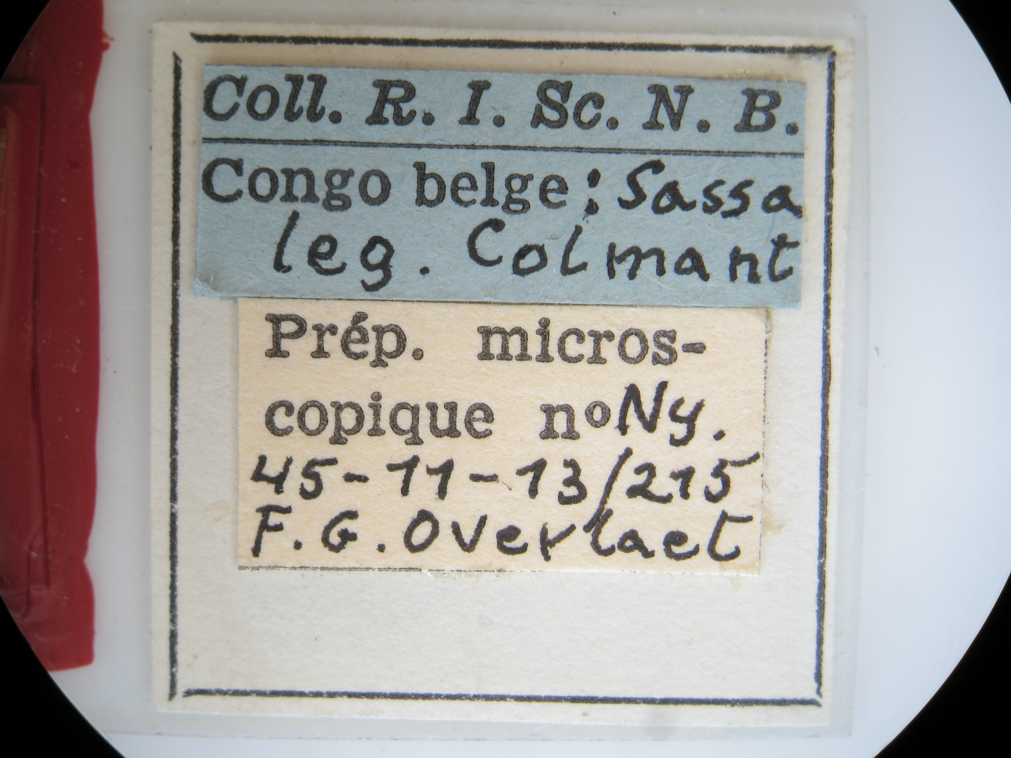 Cymothoe colmanti pt M Lb.jpg