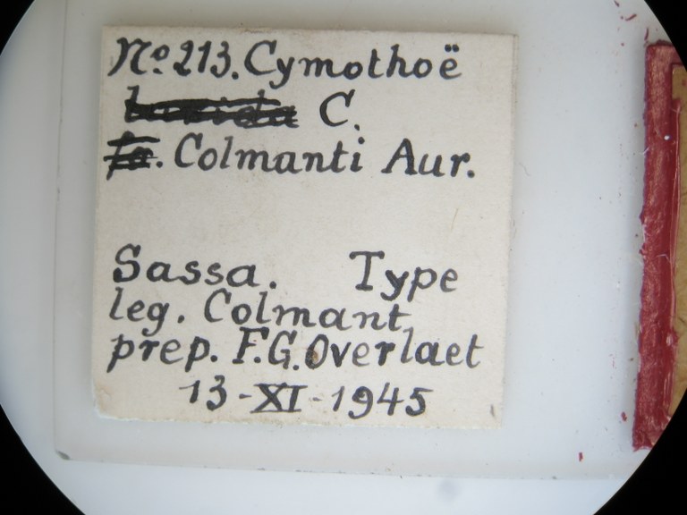 Cymothoe colmanti ht M G Lb.jpg