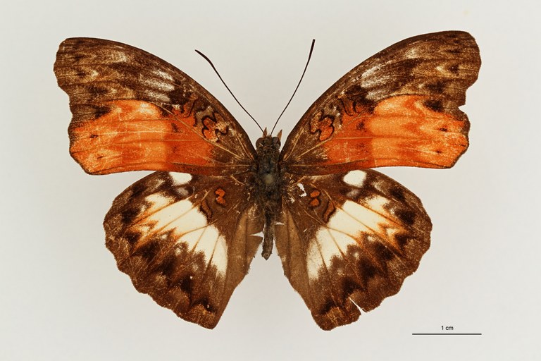 Cymothoe excelsior trolliae at D ZS PMax Scaled.jpeg
