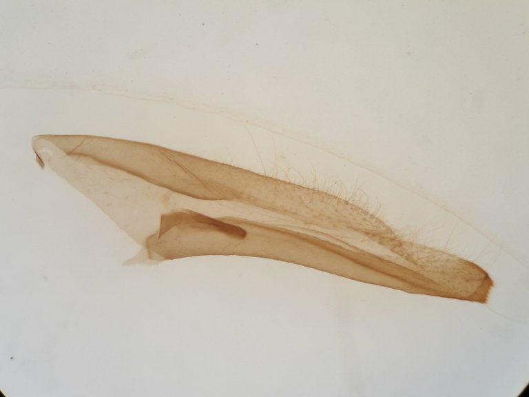 Cymothoe hypatha f. lucida ht M G.jpg