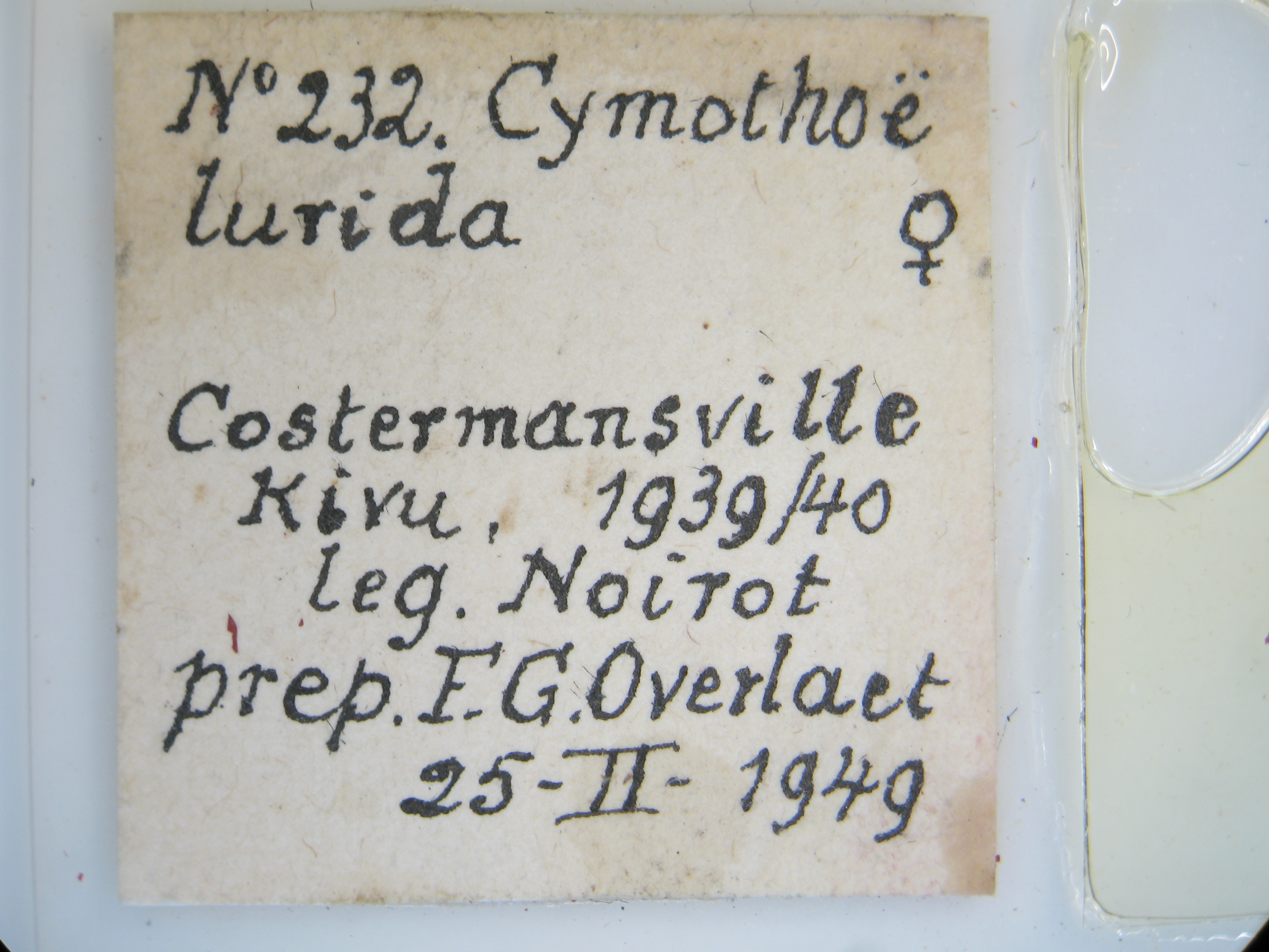Cymothoe lurida tristis pt F G Lb.jpg