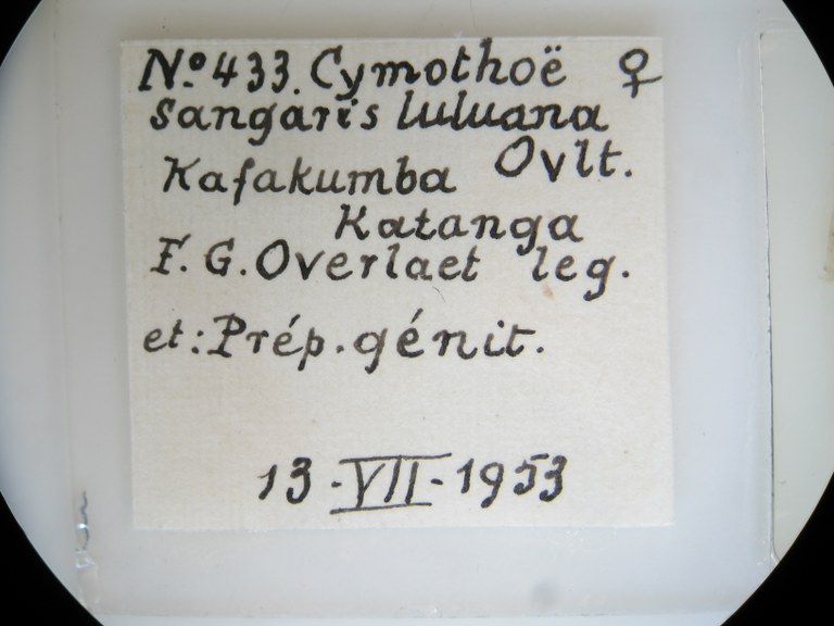 Cymothoe sangaris luluana pt F G Lb.jpg