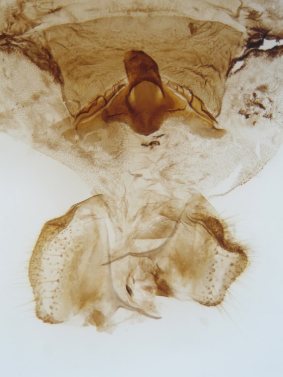 Cymothoe sangaris luluana pt F G.jpg