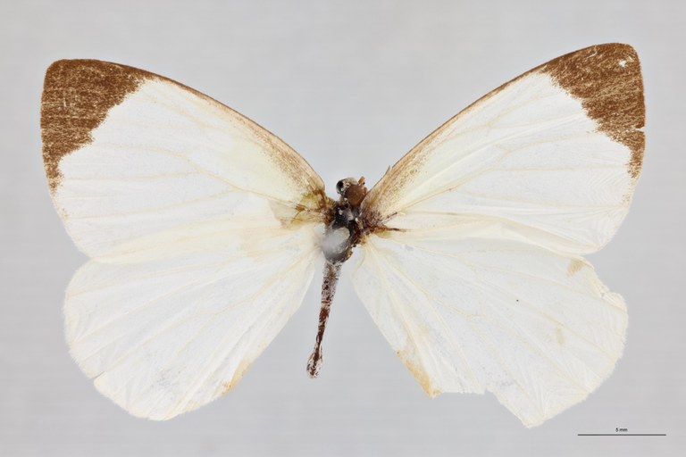 Elodina leefmansi Cot D.jpg