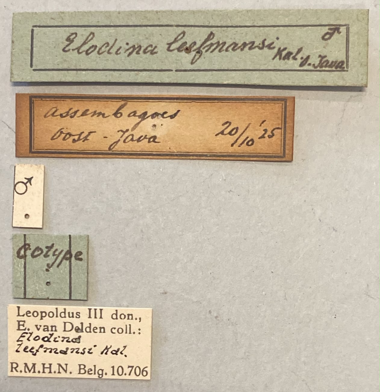 Elodina leefmansi Cot Labels.jpeg