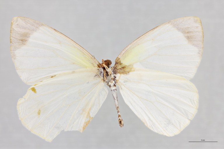 Elodina leefmansi Cot V.jpg