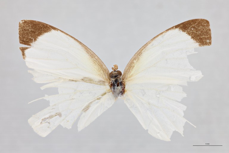 Elodina leefmansiT D.jpg