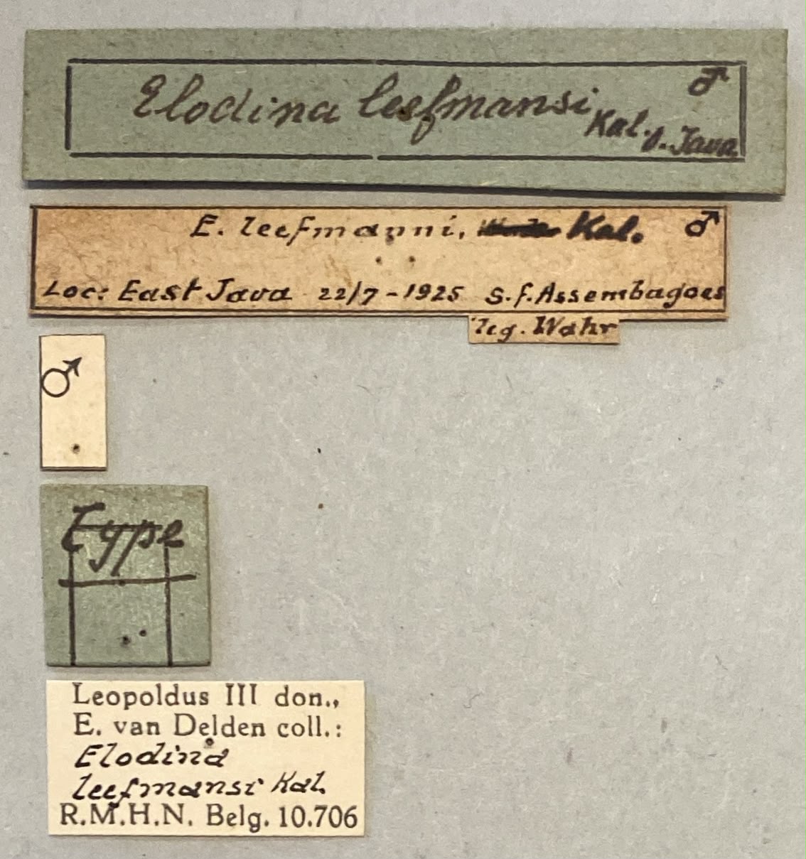 Elodina leefmansi T Labels.jpeg