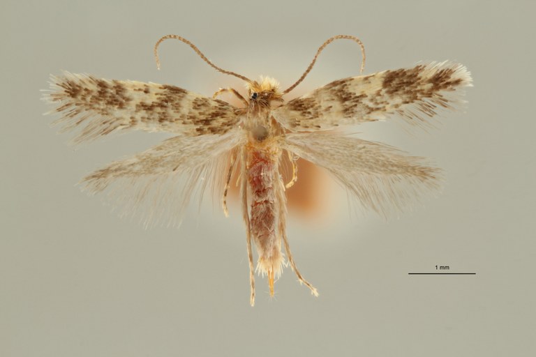 Eudarcia (Abchagleris) verkerki Paratype Female Dorsal ZS PMax Scaled.jpeg