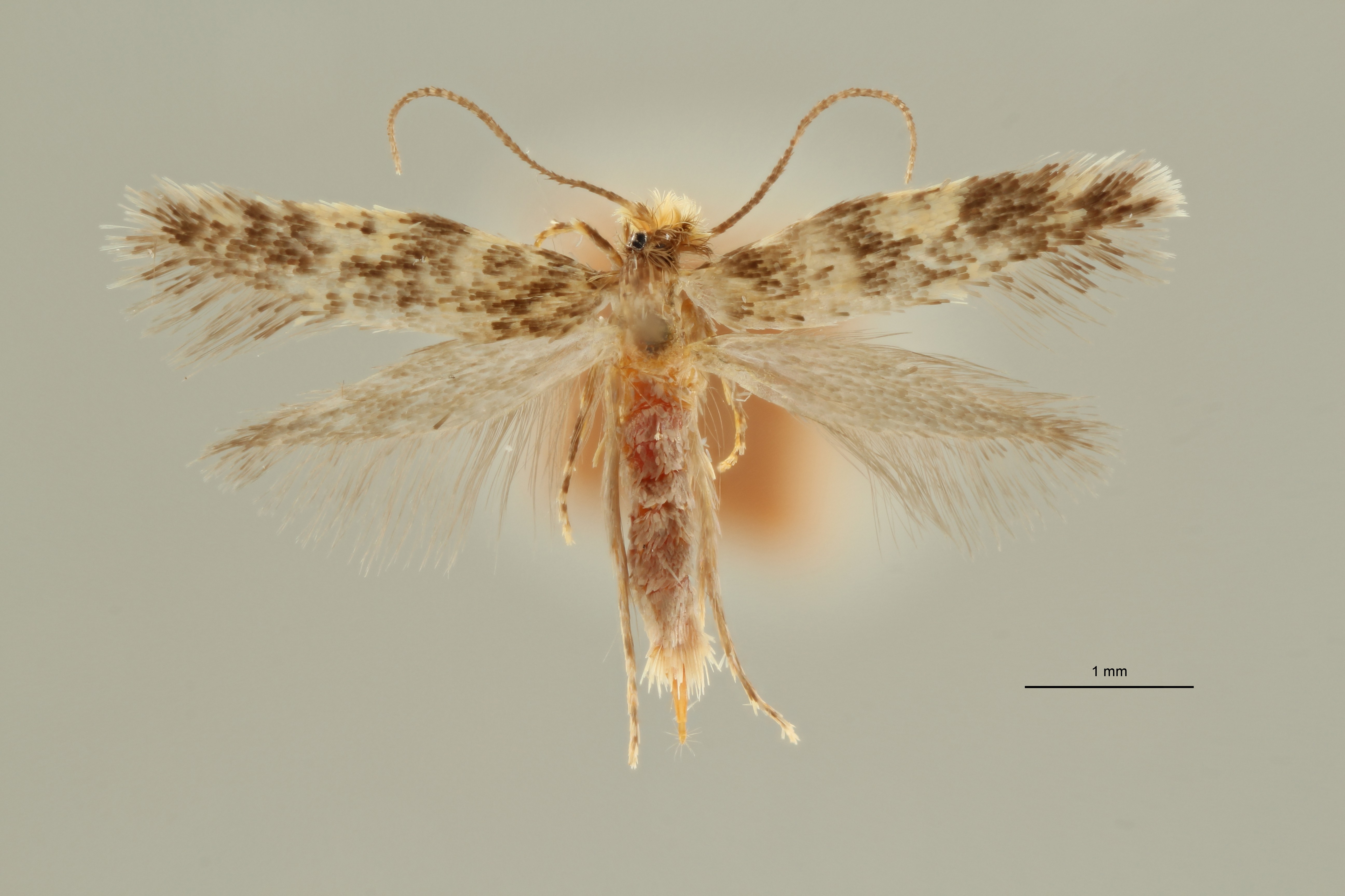 Eudarcia (Abchagleris) verkerki Paratype Female Dorsal ZS PMax Scaled.jpeg