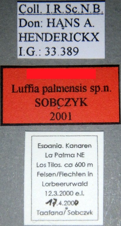 Luffia palmensis (Larval case) No type Labels.jpg