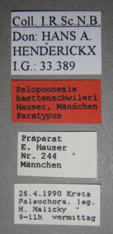 Peloponnesia haettenschwileri pt Lb.jpg