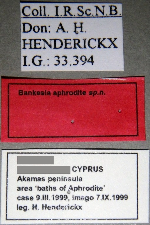 Pseudobankesia aphroditae (Larval case) Labels.jpg