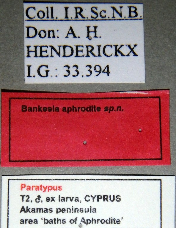 Pseudobankesia aphroditae Paratype Male Labels.jpg