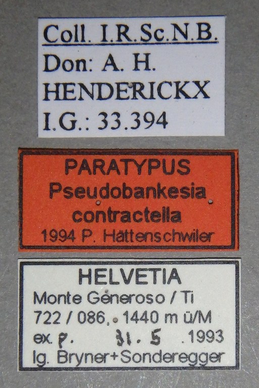 Pseudobankesia contractella Paratype Labels.jpg