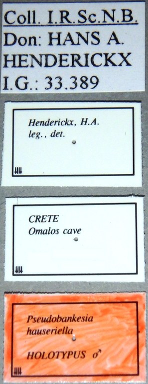 Pseudobankesia hauseriella Holotype Male Labels.jpg