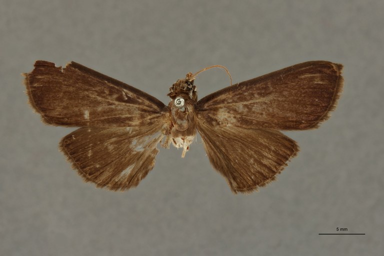 Coptobasoides leopoldi pt D.jpg