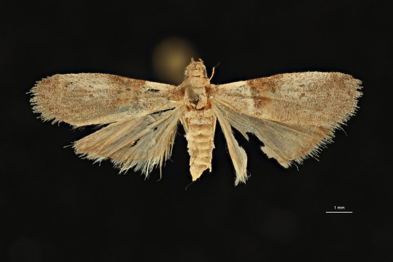 Acrobasis arenella pt D ZS PMax Scaled.jpeg