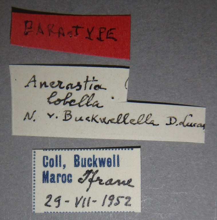 Anerastia lotella variety buckwellella pt Lb.JPG