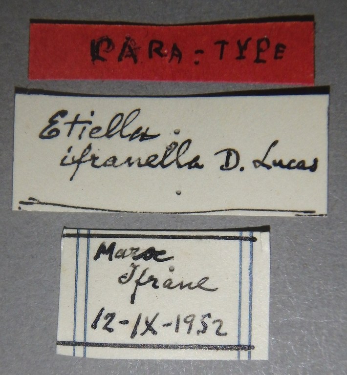 Etiella ifraneella pt Lb.jpg