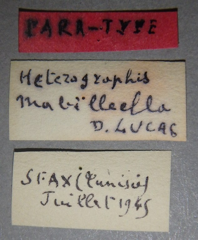 Heterographis mabilleella pt Lb.jpg