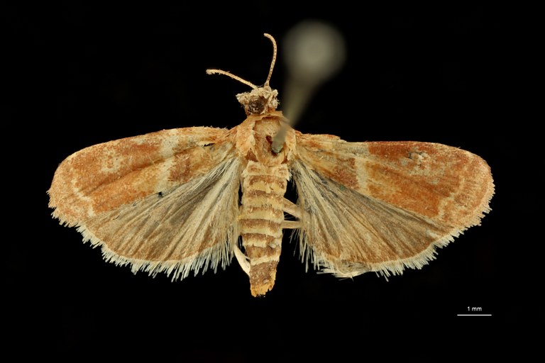Heterographis mabilleella pt D ZS PMax Scaled.jpeg Heterographis mabilleella pt D ZS PMax Scaled.jpeg