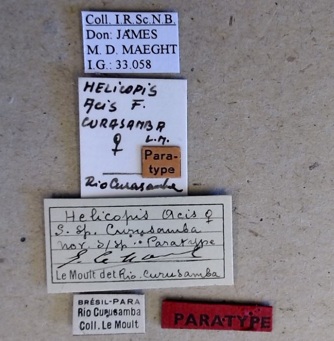 Helicopis acis curusamba pt Labels.jpg