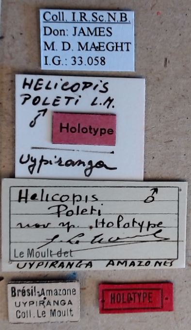 Helicopis poleti ht Labels.jpg