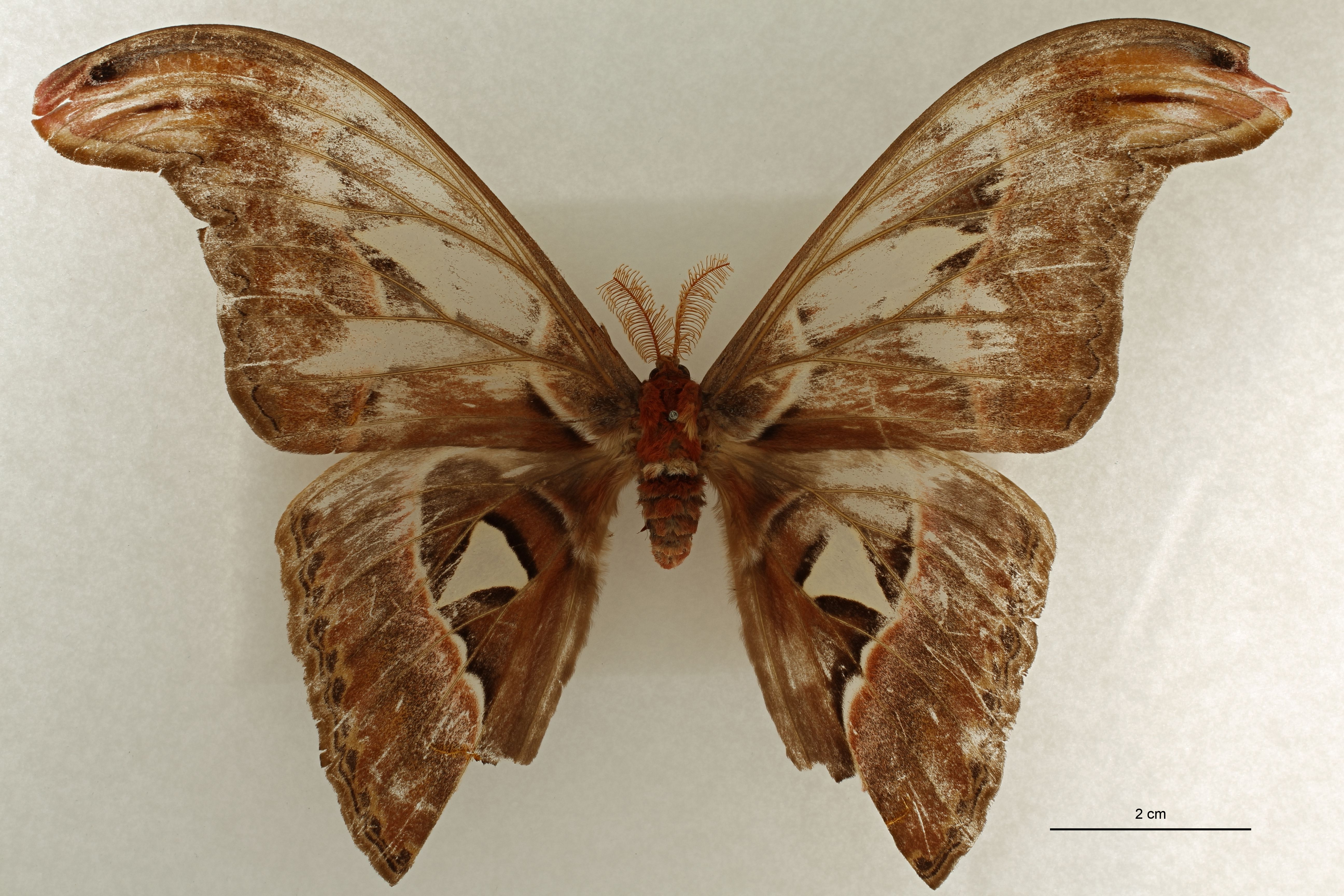 Attacus atlas var. javanensis plt D.jpg