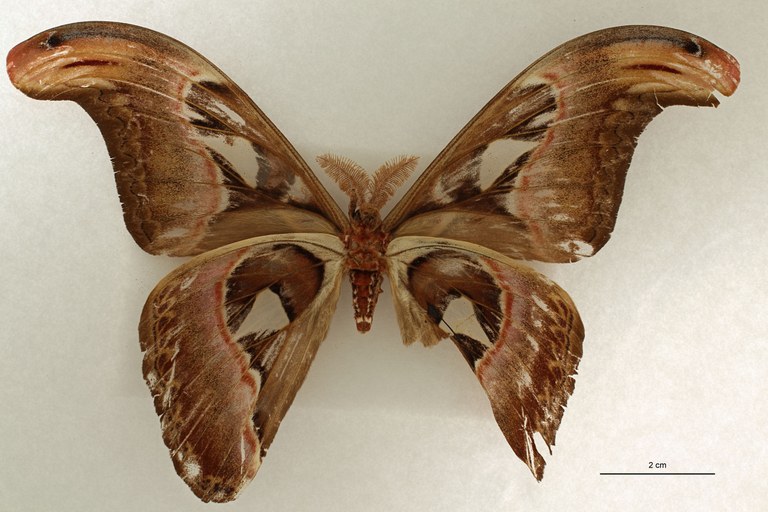 Attacus atlas var. javanensis lt V.jpg