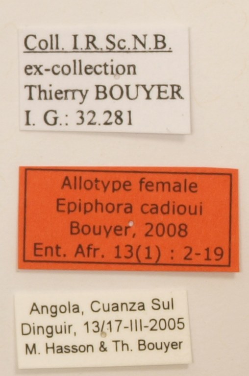 Epiphora cadioui F Labels Allotype.JPG