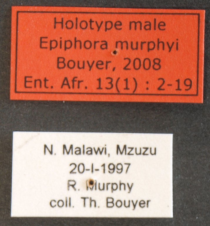 Epiphora murphyi M Lb.JPG