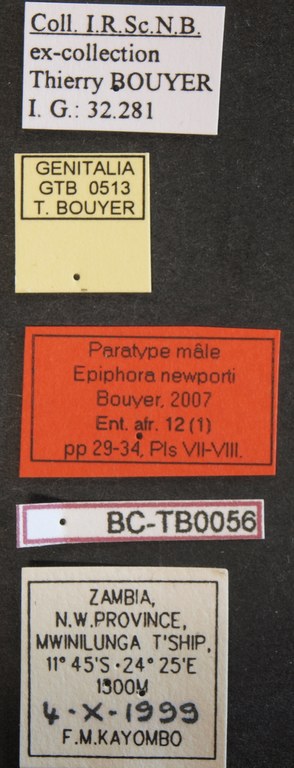 Epiphora newporti pt M Lb.JPG