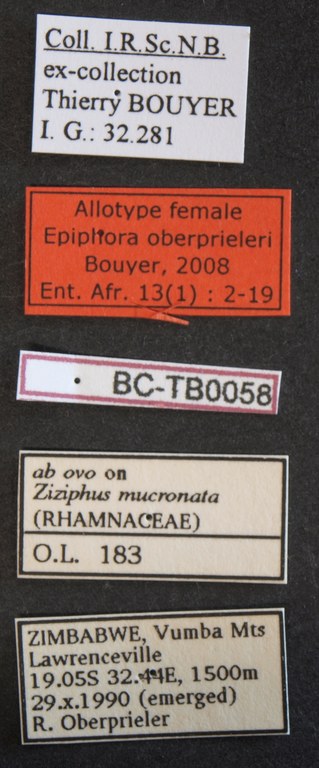 Epiphora oberprieleri alt F Lb.JPG
