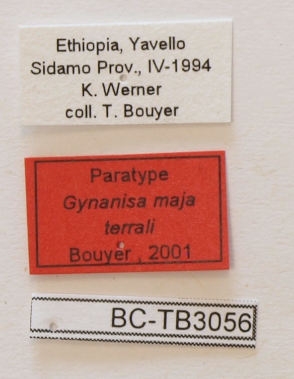 Gynanisa maja terrali F pt Labels.JPG