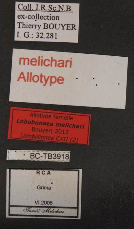 Lobobunaea melichari alt F Lb.JPG