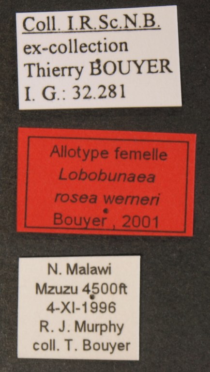 Lobobunaea rosea werneri alt F Lb.JPG