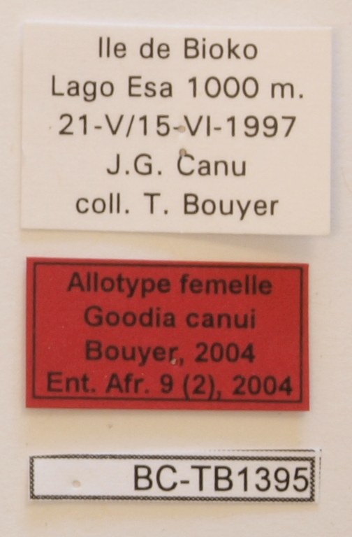 Goodia canui F Labels Allotype.JPG