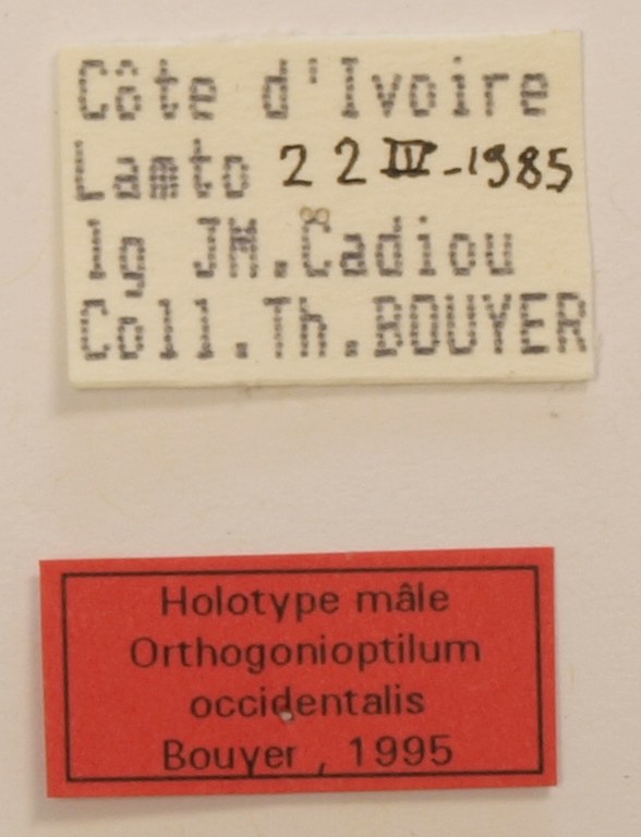 Orthogonioptilum occidentalis Labels ZS PMax.jpg